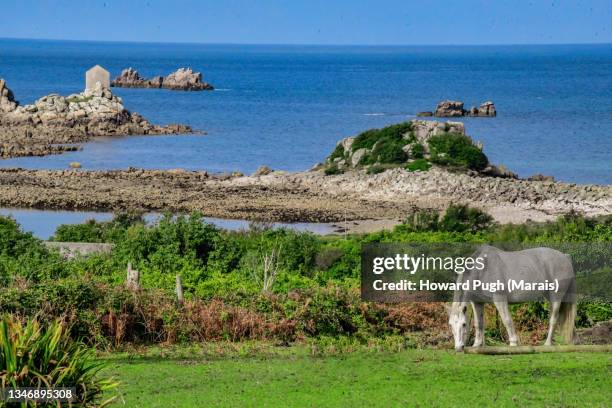 island horses - islas sorlingas fotografías e imágenes de stock
