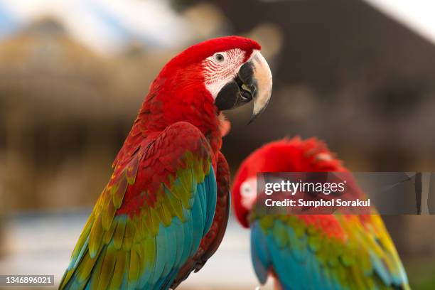 close up of a pair of colourful green-winged macaw parrot - arara de asa verde imagens e fotografias de stock