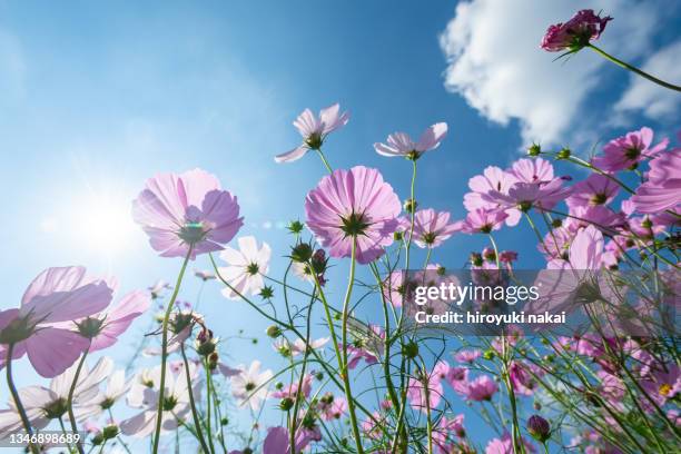 cosmos - magnoliophyta 個照片及圖片檔