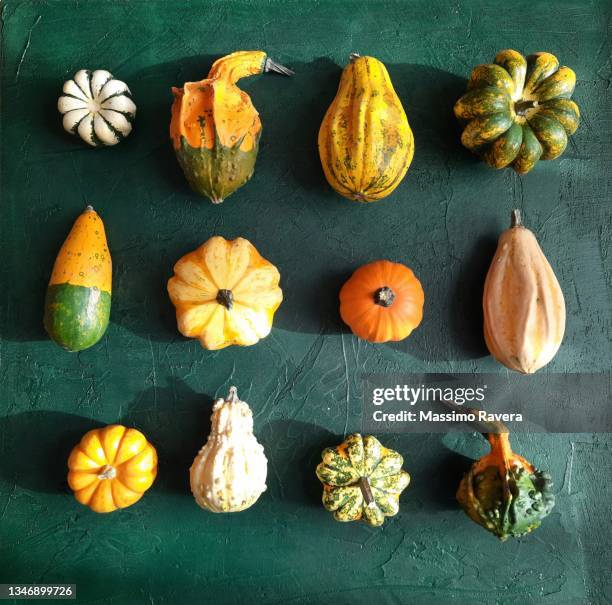 pumpkins, gourds and squashes - squash vegetable fotografías e imágenes de stock