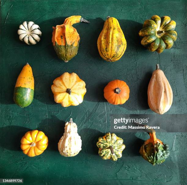 pumpkins, gourds and squashes - gourd bildbanksfoton och bilder