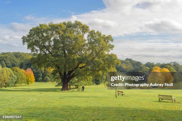 beckenham place park landscape - beckenham stockfoto's en -beelden