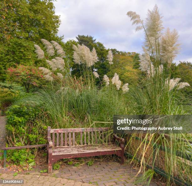 pampas grass - bromley stock pictures, royalty-free photos & images