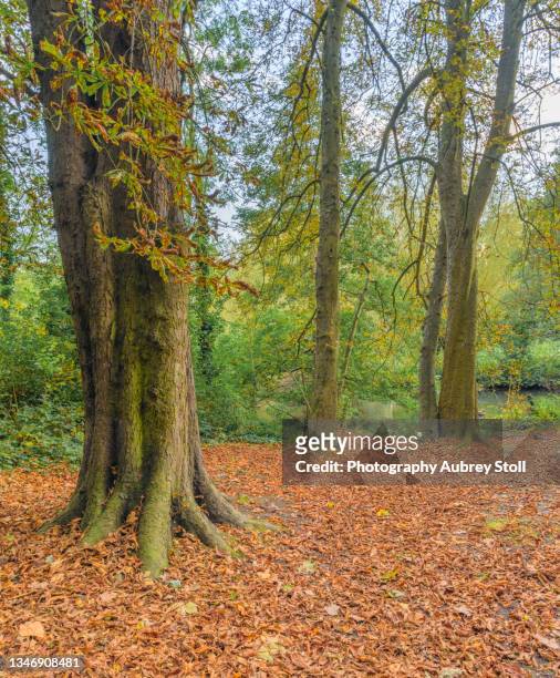 kelsey park forest floor - bromley stock pictures, royalty-free photos & images