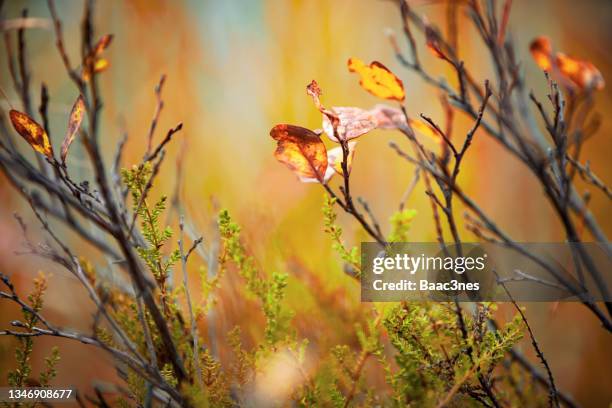 bluberry leaves with autumn colors - bluberry imagens e fotografias de stock