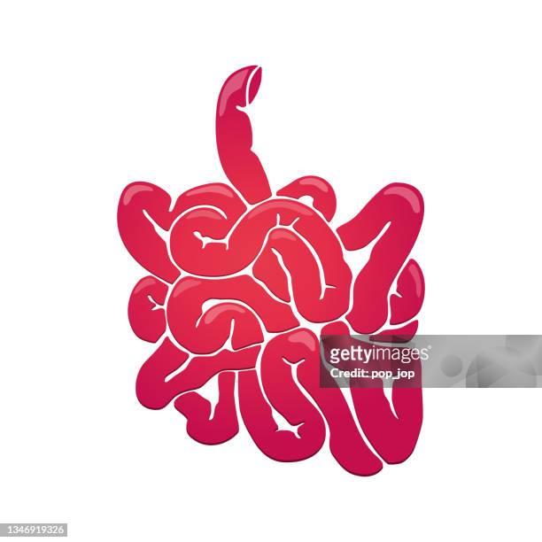 ilustrações, clipart, desenhos animados e ícones de intestinos pequenos. intestinos. cólon. anatomia de órgãos humanos - ilustração de estoque vetorial de cor - intestino delgado
