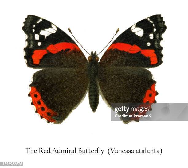 old chromolithograph illustration of the red admiral butterfly (vanessa atalanta) - vanessa atalanta stock pictures, royalty-free photos & images