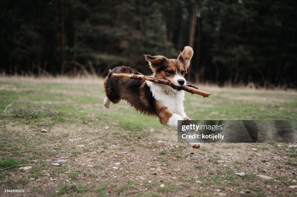 Kooikerhondje puppy running with a stick in the forest