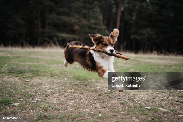 kooikerhondje puppy running with a stick in the forest - dog breeds stock pictures, royalty-free photos & images