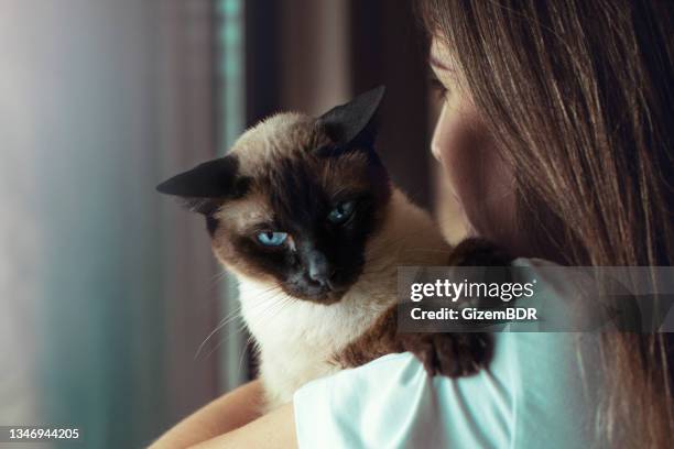 giovane donna che abbraccia il suo gatto davanti alla finestra - gatto siamese foto e immagini stock