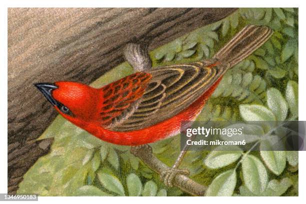 old lithography of ornithology - the red fody (foudia madagascariensis) - weaver birds - masked weaver bird stock pictures, royalty-free photos & images