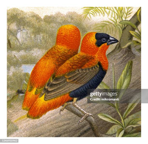 old lithography of ornithology - the northern red bishop or orange bishop (euplectes franciscanus) - weaver birds - masked weaver bird stock pictures, royalty-free photos & images