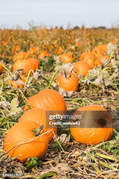 pumpkin field close up - pumpkins in a row stock pictures, royalty-free photos & images