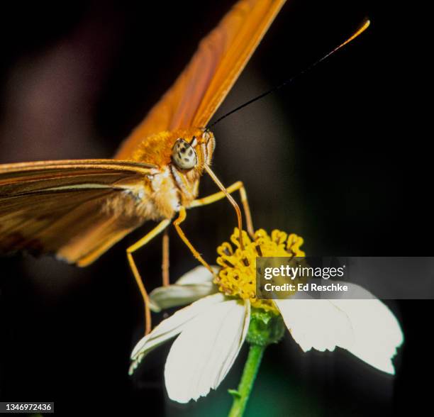 julia longwing butterfly (dryas julia) close-up - necturing with proboscis in shepherd's needle flower - julia reschke stock-fotos und bilder