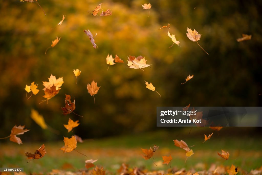 Autumn leaves