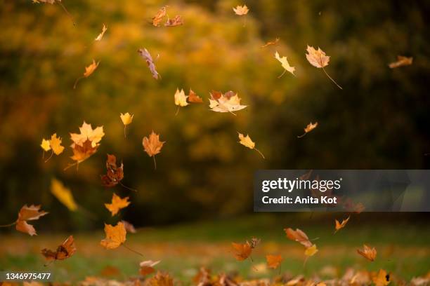 autumn leaves - onscherpe achtergrond stockfoto's en -beelden