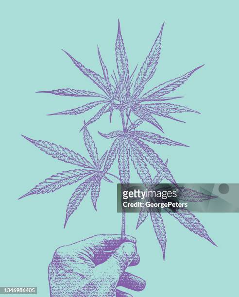 close-up of hand holding cannabis leaf - cannabis medicinal stock illustrations