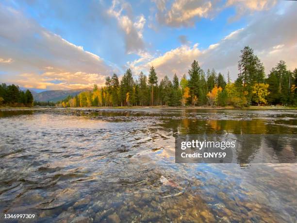 rio cisne perto de big fork, montana - kalispell - fotografias e filmes do acervo