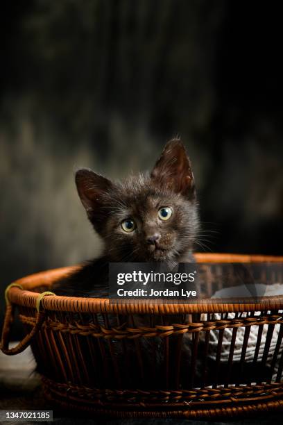 black cat in basket - kitten stock pictures, royalty-free photos & images