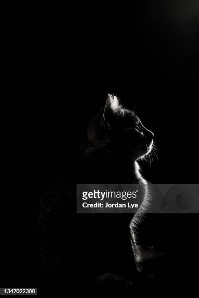 close-up of cat against black background - cat studio stock pictures, royalty-free photos & images