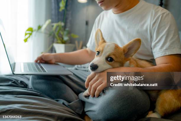 il giovane asiatico rimane a casa con il suo cane durante l'isolamento pandemico. - pembroke welsh corgi puppy foto e immagini stock