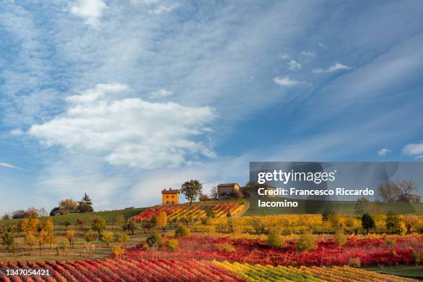 castelvetro, modena. vineyards in autumn - módena fotografías e imágenes de stock