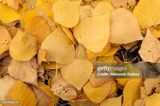 fallen yellow autumn birch leaves, in the forest or in the park, on the green grass. autumn natural background. - birch leaf stock pictures, royalty-free photos & images