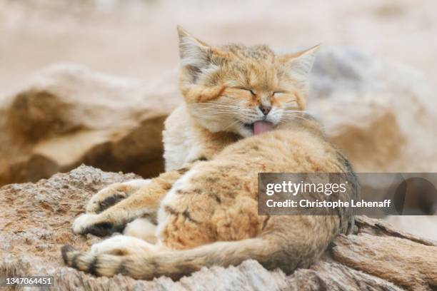 sand cat washing - grooming fotografías e imágenes de stock