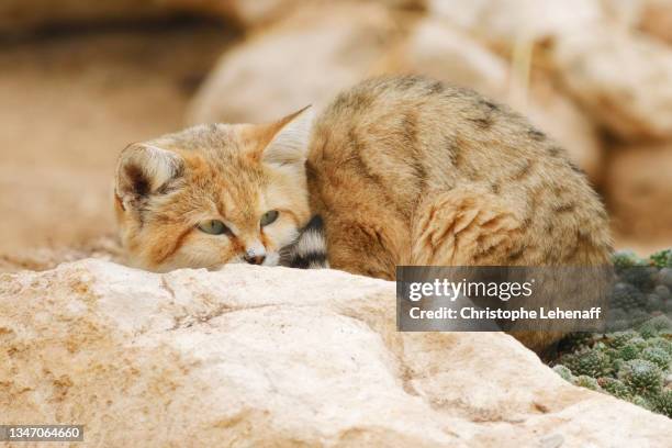 hidden sand cat - african wildcat stock pictures, royalty-free photos & images