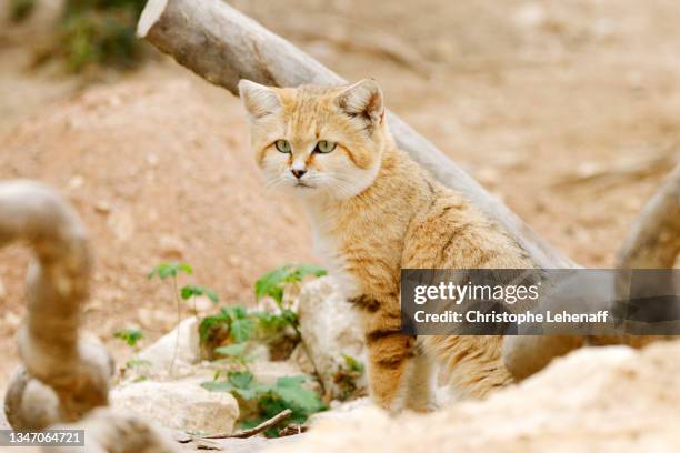 sand cat - african wildcat stock pictures, royalty-free photos & images