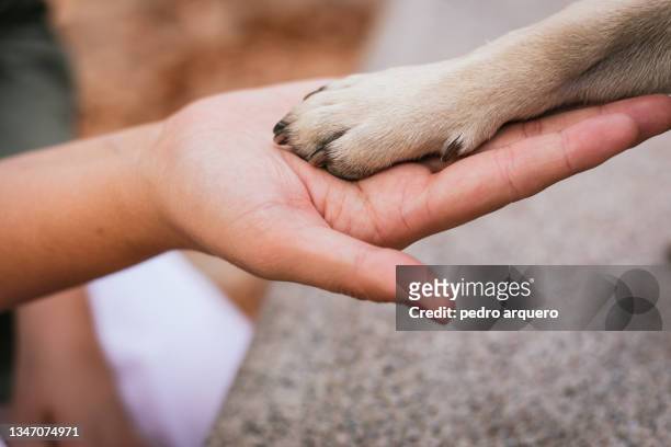 owner's hand and paw of a pug in a park - kind people stock pictures, royalty-free photos & images