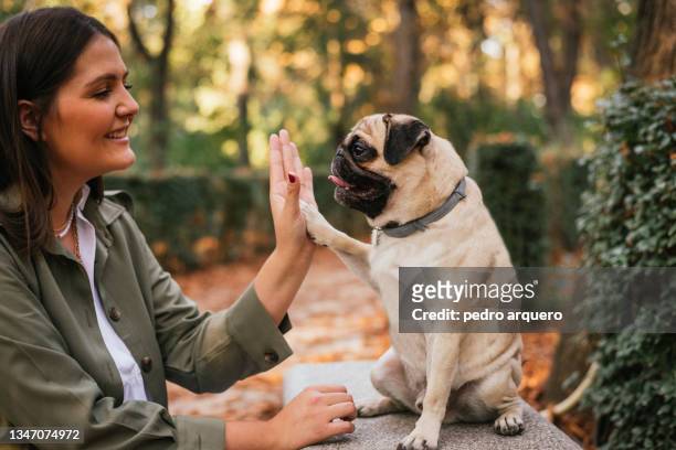 young woman teaching how to paw her pug - animal tricks ストックフォトと画像