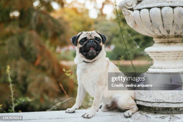 pug with light skin in an autumn park - pug stock pictures, royalty-free photos & images
