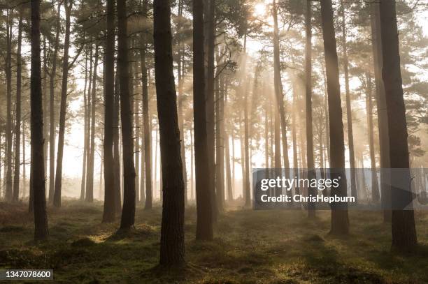 cannock chase, staffordhire, england, uk - cannock wood stock pictures, royalty-free photos & images