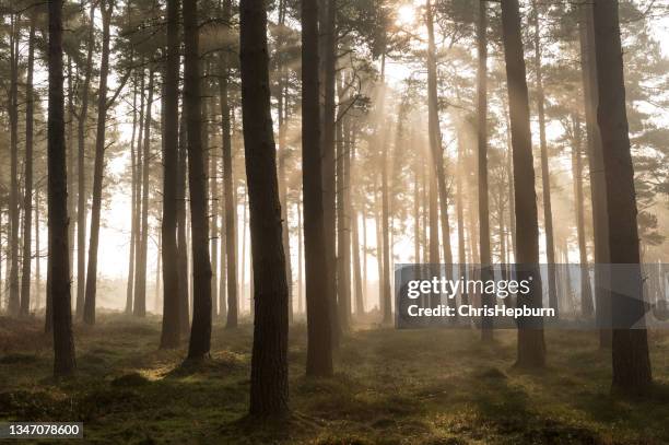 cannock chase, staffordhire, england, uk - tree silhouette stock pictures, royalty-free photos & images