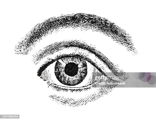 old engraved illustration of human eye - engraving photos et images de collection