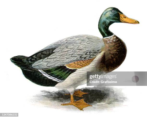 duck vintage print painting 1897 - mallard duck white background stock illustrations