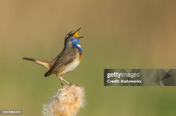 singendes männliches blaukehlchen - singvogel stock-fotos und bilder