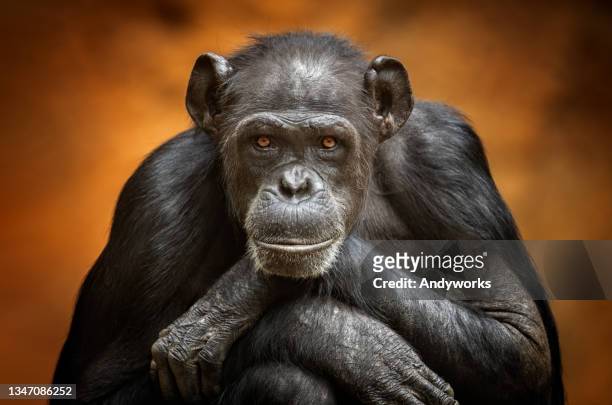common chimpanzee - small group of animals stockfoto's en -beelden