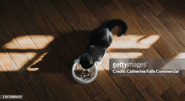 a young cat crouches by a pet food bowl and enjoys a meal - angry cat stock pictures, royalty-free photos & images