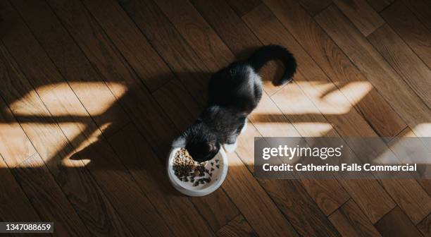 a young cat crouches by a pet food bowl and enjoys a meal - cat food bildbanksfoton och bilder