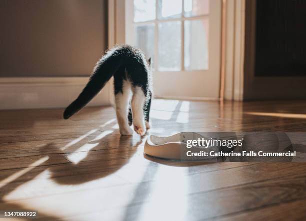 an unimpressed kitten walks away from her food bowl, having not eaten the cat food. - weigeren stockfoto's en -beelden