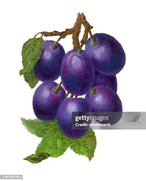 old engraved illustration of purple plum - damson stock-fotos und bilder