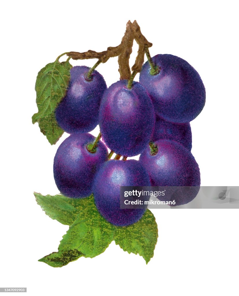 Old engraved illustration of Purple plum