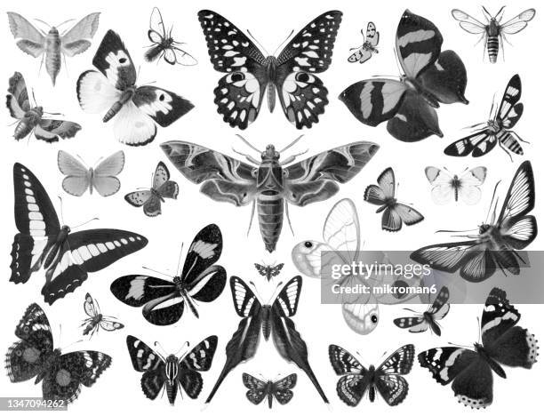 old chromolithograph illustration of moths and butterflies - papillon de nuit photos et images de collection