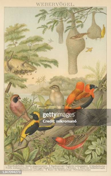 old chromolithograph illustration of ornithology - weaver birds - masked weaver bird stock pictures, royalty-free photos & images