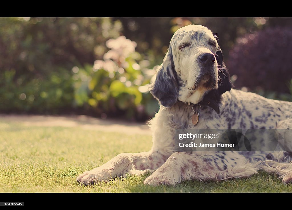Dog dozing