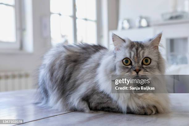 silver cat - persian stockfoto's en -beelden