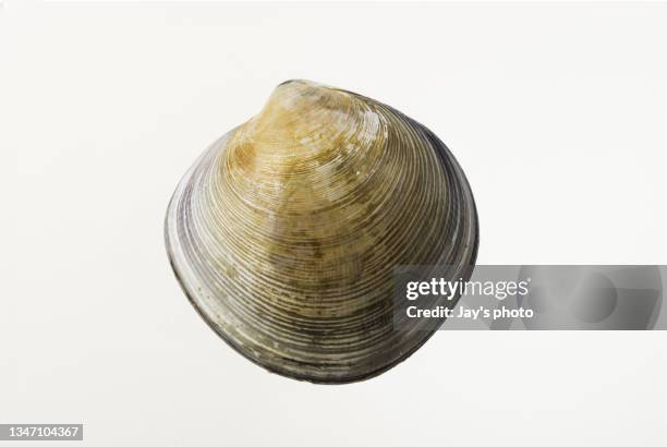 close-up of shell clam against white background. - muschel close up studioaufnahme stock-fotos und bilder