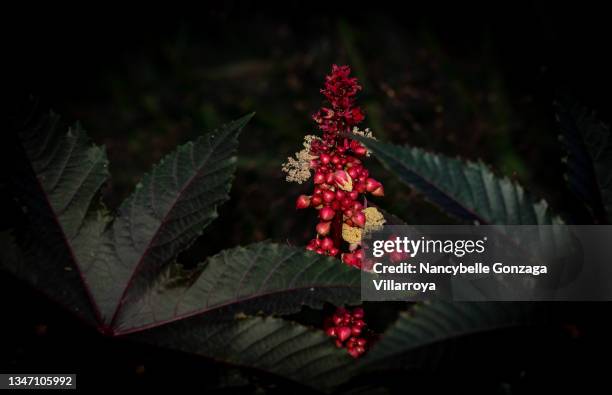 castor bean plant with new flowers and pods - poisonous flower stock pictures, royalty-free photos & images